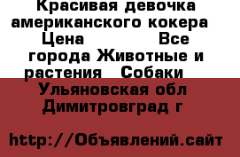 Красивая девочка американского кокера › Цена ­ 35 000 - Все города Животные и растения » Собаки   . Ульяновская обл.,Димитровград г.